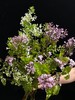 小众稀有花材紫色丁香花 商品缩略图1