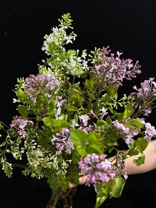 小众稀有花材紫色丁香花 商品图1