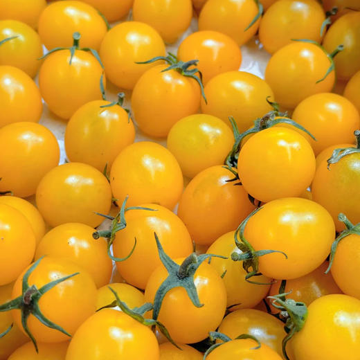 【山东好物】三色番茄  3斤  顺丰直达 商品图2