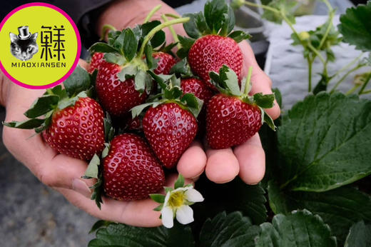 真红美玲【黑草莓】二合一22～30粒大果（基地包邮） 商品图2