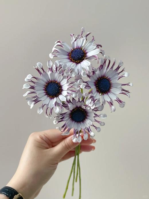 小众稀有花材蓝目菊10支 商品图4