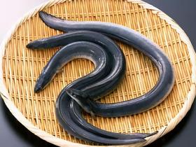 德清河鳗鱼45元/袋350-400g左右鲜活 ， 次日到