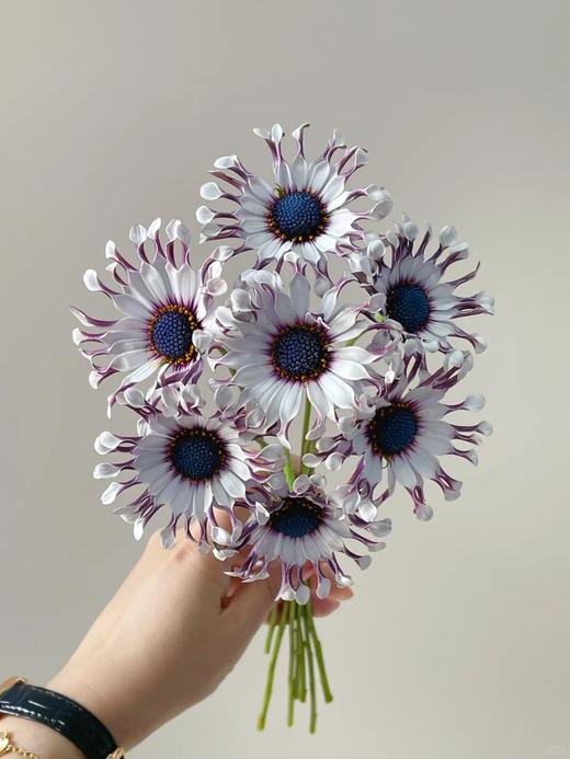 小众稀有花材蓝目菊10支 商品图3