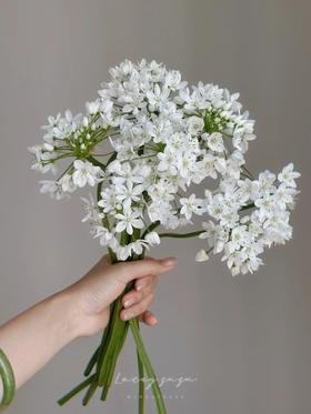 小众稀有白雪公主纸葱花鲜切花10支