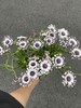 小众稀有花材蓝目菊10支 商品缩略图10