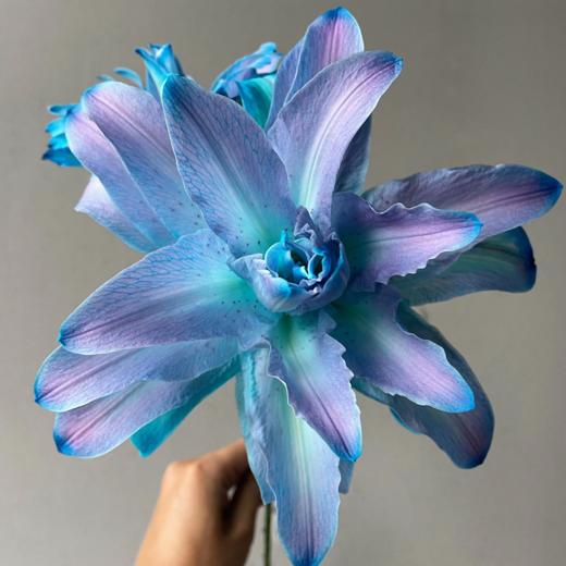 重瓣百合丨星空三头【吸色】 商品图2