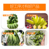 【分仓直发包邮】广西小米蕉（禁止蕉绿）带杆2-3斤（含箱重量）（1片蕉） 商品缩略图2