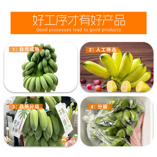 【分仓直发包邮】广西小米蕉（禁止蕉绿）带杆2-3斤（含箱重量）（1片蕉） 商品图2