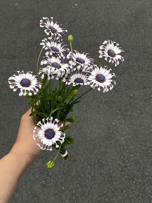小众稀有花材蓝目菊10支 商品图5