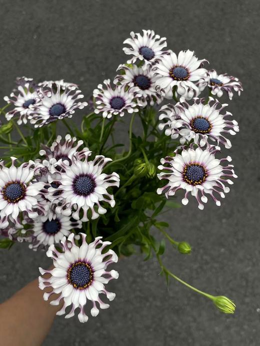 小众稀有花材蓝目菊10支 商品图6