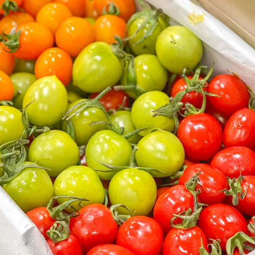【山东好物】三色番茄  3斤  顺丰直达 商品图3