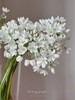 小众稀有白雪公主纸葱花鲜切花10支 商品缩略图7