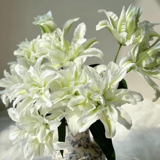 重瓣百合丨艾莎三头 商品图0