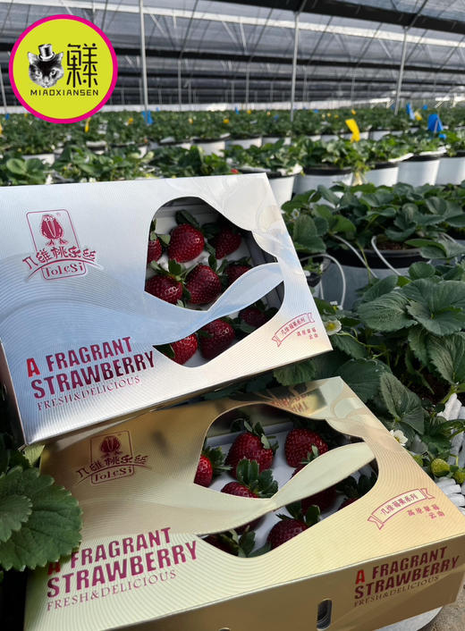 真红美玲【黑草莓】二合一22～30粒大果（基地包邮） 商品图1