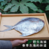 饱记2026年东海冰鲜鲳鱼顺丰冷链 商品缩略图1