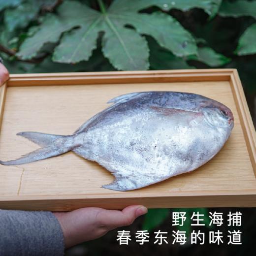 饱记2026年东海冰鲜鲳鱼顺丰冷链 商品图1