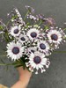 小众稀有花材蓝目菊10支 商品缩略图11