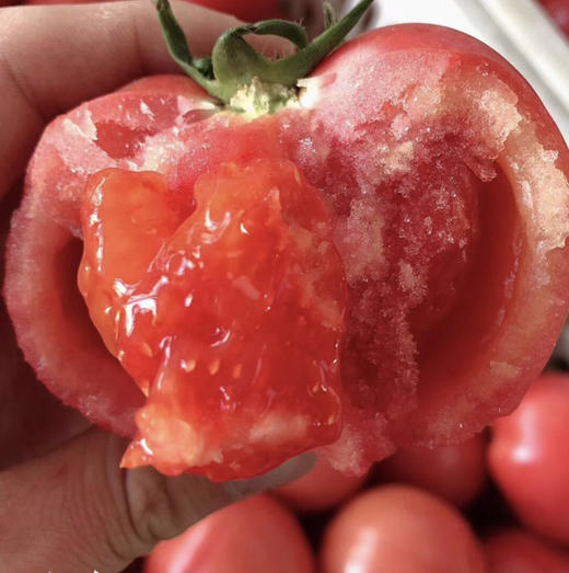 【产地直发❗️沙瓤西红柿】细腻清甜 肥厚多汁 酸甜适口 自然生长 营养健康 不一样的西红柿 你值得一尝露天自然熟非普罗旺斯L 商品图1