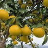 柠檬无酸蜜橘 天生带柠香的蜜橘 柠檬果香 似柑橘蜜甜 自然脆甜 商品缩略图10