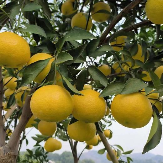柠檬无酸蜜橘 天生带柠香的蜜橘 柠檬果香 似柑橘蜜甜 自然脆甜 商品图10
