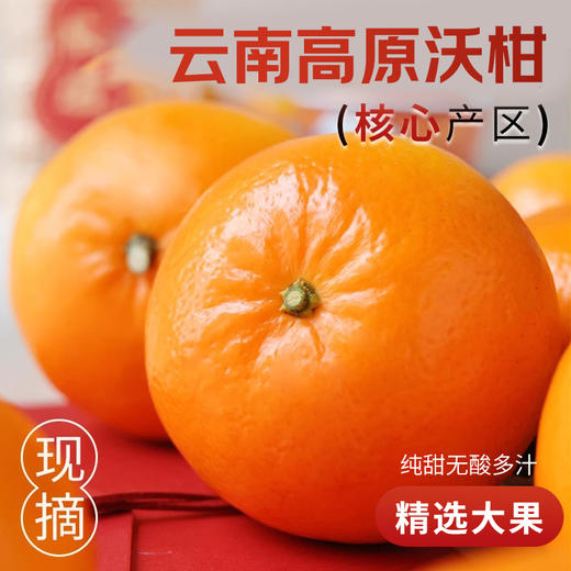 云南沃柑，几乎纯甜无酸，普通沃柑甜度 12 - 15°，云南沃柑可达 16 - 20°，咬下后汁水狂飙，清甜果汁在口腔四溢，沃柑热量低，能增加饱腹感，富含维生素 C、类胡萝卜素、膳食纤维等多种营养物质 商品图0