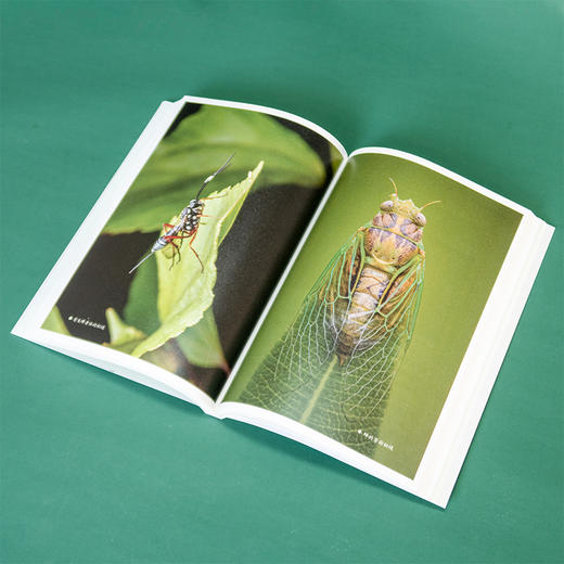 《神奇的昆虫世界》 商品图6