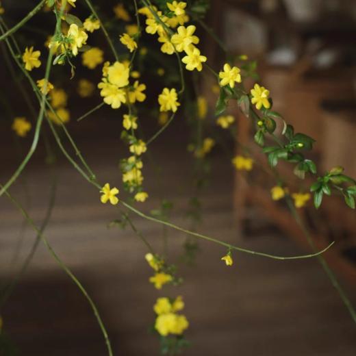 精品小众花材迎春花 商品图1