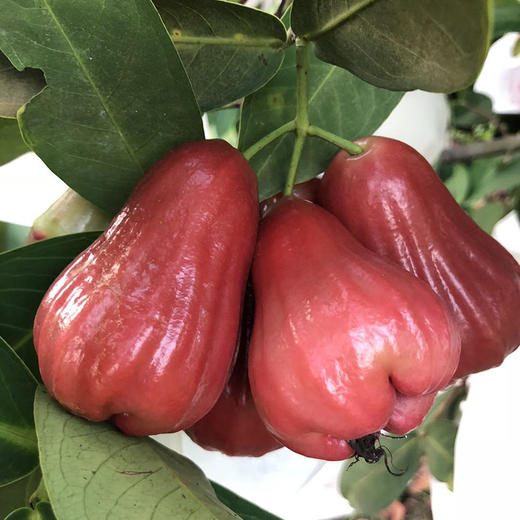 黑金刚莲雾 甜度够 汁水充足 一口咬下去，爽脆可口 商品图4