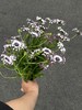小众稀有花材蓝目菊10支 商品缩略图9