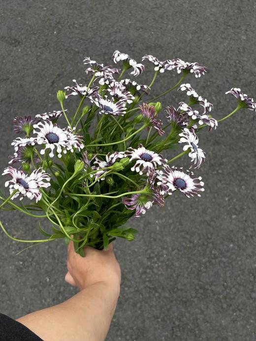 小众稀有花材蓝目菊10支 商品图9