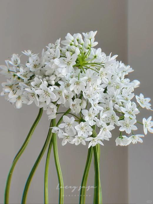 小众稀有白雪公主纸葱花鲜切花10支 商品图3