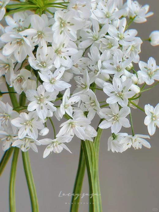 小众稀有白雪公主纸葱花鲜切花10支 商品图6