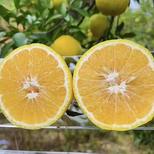 柠檬无酸蜜橘 天生带柠香的蜜橘 柠檬果香 似柑橘蜜甜 自然脆甜 商品图12