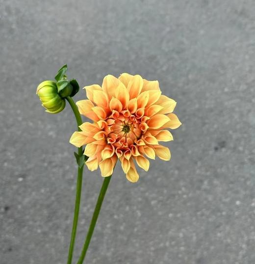 配花 | 大丽花明亮前程 商品图0