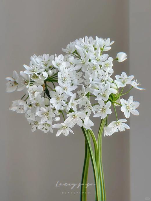 小众稀有白雪公主纸葱花鲜切花10支 商品图4