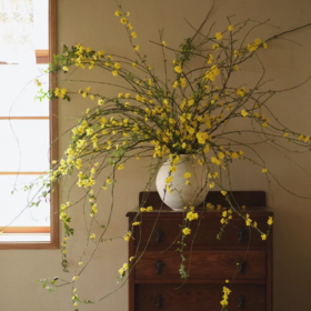 精品小众花材迎春花