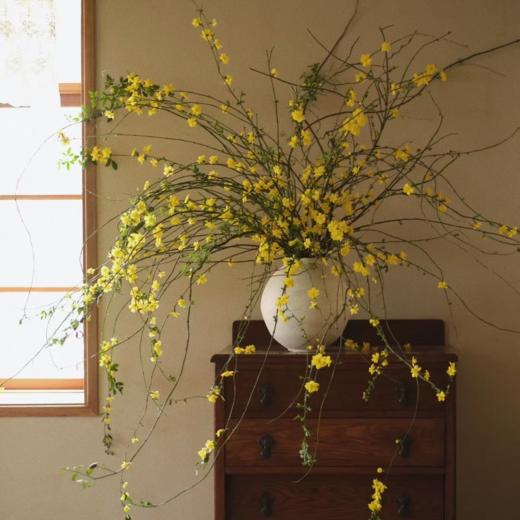 精品小众花材迎春花 商品图0