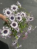 小众稀有花材蓝目菊10支 商品缩略图12