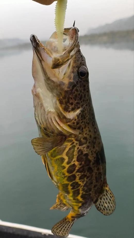 千岛湖生态桂鱼(35.8元1条300—400g左右)包活   次日到 商品图1