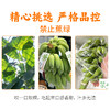 【分仓直发包邮】广西小米蕉（禁止蕉绿）带杆2-3斤（含箱重量）（1片蕉） 商品缩略图3