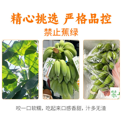 【分仓直发包邮】广西小米蕉（禁止蕉绿）带杆2-3斤（含箱重量）（1片蕉） 商品图3