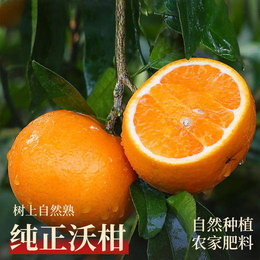 云南沃柑，几乎纯甜无酸，普通沃柑甜度 12 - 15°，云南沃柑可达 16 - 20°，咬下后汁水狂飙，清甜果汁在口腔四溢，沃柑热量低，能增加饱腹感，富含维生素 C、类胡萝卜素、膳食纤维等多种营养物质 商品图4