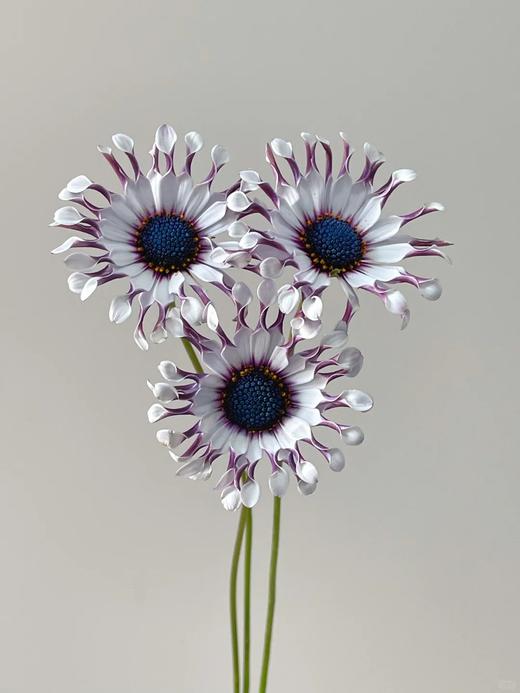 小众稀有花材蓝目菊10支 商品图1