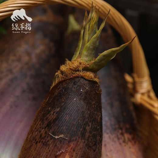 生态春笋（毛竹笋） | 绿家自产* Ecological Bamboo Shoots | In-House Production 商品图5