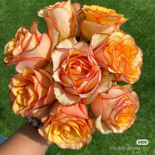 百利信单头玫瑰 | 逆光 商品图0