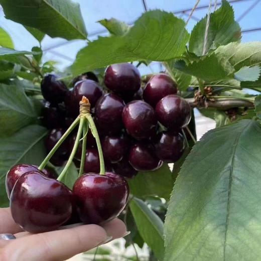 吉塞拉 大樱桃 商品图0