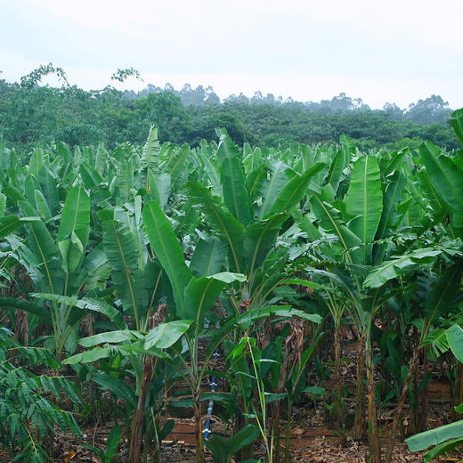 佳丽小香蕉姆指蕉（本地老品种）【每周采收发货一次，不接急单】 商品图13