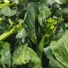 菜心花【1.5斤装】 商品缩略图0