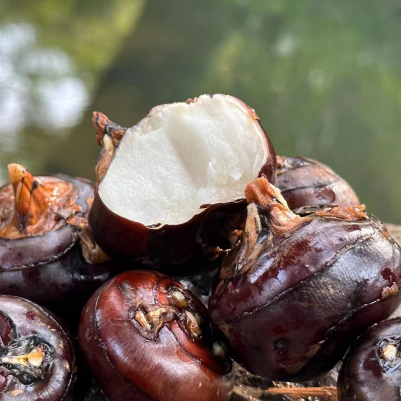 荔浦水果马蹄【现挖现发，顺丰发货】