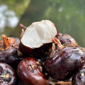 荔浦水果马蹄【现挖现发，顺丰发货】